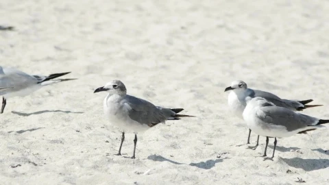 Stock Video Birds Standing On The Beach Sand Live Wallpaper For PC - Birds of prey Wallpaper