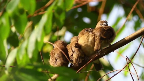 Stock Video Birds Sleeping In A Group Live Wallpaper For PC - Birds of prey Wallpaper