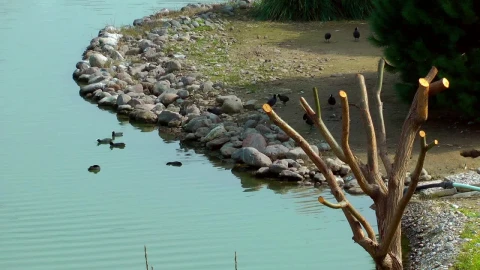 Stock Video Birds Rocks And A Dry Tree Around A Lake Live Wallpaper For PC - Birds of prey Wallpaper