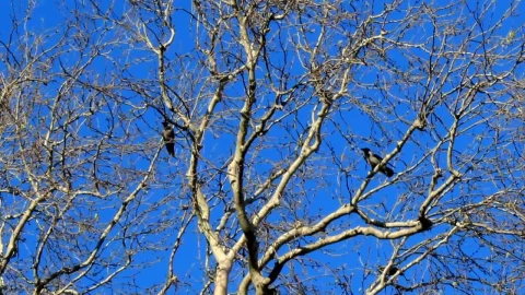 Stock Video Birds Perched On A Dry Tree On A Sunny Day Live Wallpaper For PC - Birds of prey Wallpaper