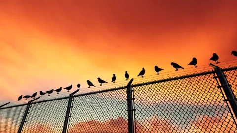 Stock Video Birds On A Wire Fence Live Wallpaper For PC - Birds of prey Wallpaper