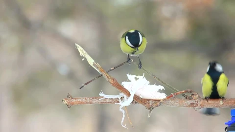 Stock Video Birds On A Branch Live Wallpaper For PC - Birds of prey Wallpaper