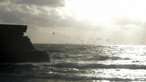 Stock Video Birds Lifting Off From The Ocean Live Wallpaper For PC - Birds of prey Wallpaper