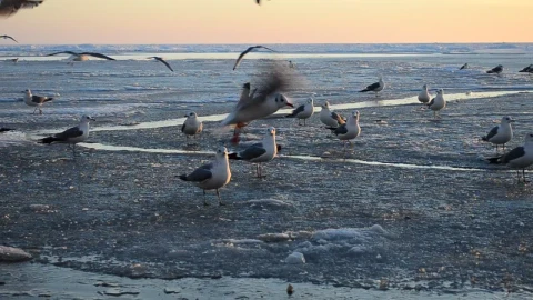Stock Video Birds Foraging On The Coast Live Wallpaper For PC - Birds of prey Wallpaper