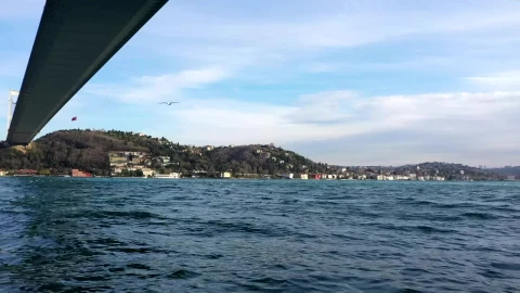 Stock Video Birds Flying Below A Bridge Live Wallpaper For PC - Birds of prey Wallpaper