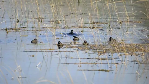 Stock Video Birds Floating On A Pond Live Wallpaper For PC - Birds of prey Wallpaper