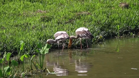 Stock Video Birds Fishing In Shallow Water Live Wallpaper For PC - Birds of prey Wallpaper
