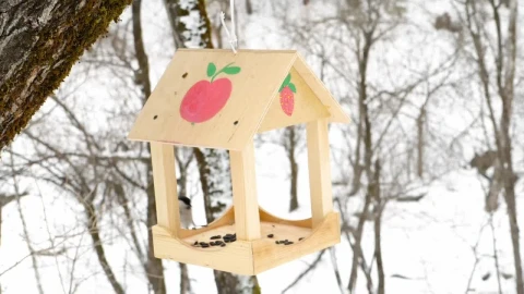 Stock Video Birds Feeding On A Snowy Day Live Wallpaper For PC - Birds of prey Wallpaper