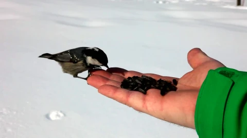 Stock Video Birds Feeding On A Hand In The Snow Live Wallpaper For PC - Birds of prey Wallpaper