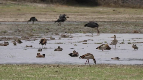 Stock Video Birds Enjoying The Pond Live Wallpaper For PC - Birds of prey Wallpaper