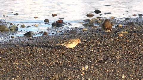 Stock Video Birds Eating In The Lake Shore Live Wallpaper For PC - Birds of prey Wallpaper