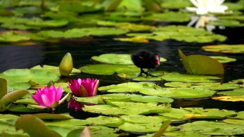 Stock Video Bird Walking On The Leaves In The Water Live Wallpaper For PC - On Wallpaper