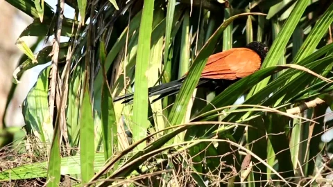 Stock Video Bird Walking Through Dry Grass Live Wallpaper For PC - Live Wallpaper