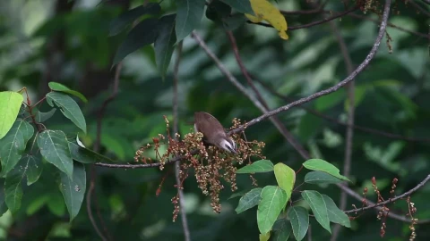 Stock Video Bird Taking Insects From A Branch Live Wallpaper For PC animated wallpaper preview