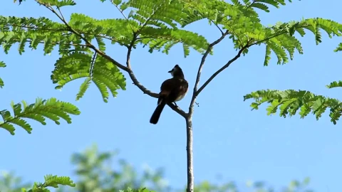 Stock Video Bird Swaying In The Wind Live Wallpaper For PC - Live Wallpaper