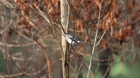 Stock Video Bird Standing In Winter Woodland Live Wallpaper For PC - Live Wallpaper