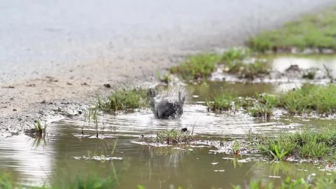 Stock Video Bird Splashing In A Pool Live Wallpaper For PC - Live Wallpaper
