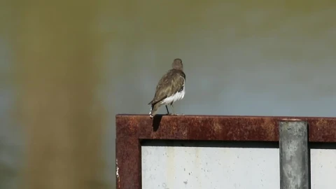Stock Video Bird Sitting On A Signpost Live Wallpaper For PC - On Wallpaper