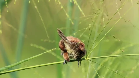 Stock Video Bird Sitting In Tall Grassland Live Wallpaper For PC - Live Wallpaper