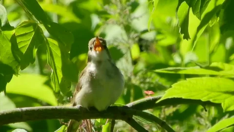 Stock Video Bird Singing In A Tree Live Wallpaper For PC - Live Wallpaper