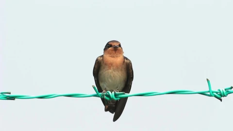 Stock Video Bird Resting On Metal Wire Live Wallpaper For PC - On Wallpaper