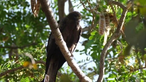 Stock Video Bird Resting In A Tree Live Wallpaper For PC - Live Wallpaper