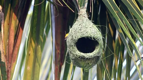 Stock Video Bird Outside A Hanging Nest Live Wallpaper For PC - Live Wallpaper