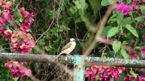 Stock Video Bird On A Metal Fence Live Wallpaper For PC - On Wallpaper