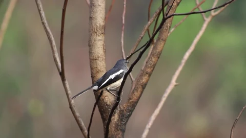 Stock Video Bird Looking Towards The Camera Live Wallpaper For PC - Live Wallpaper
