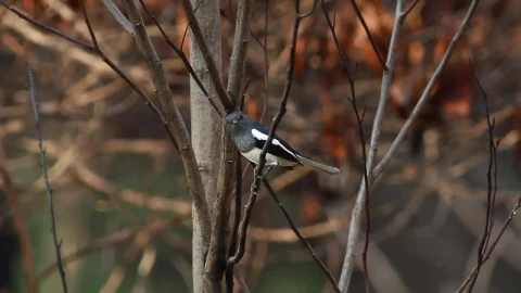 Stock Video Bird Looking Around Woodland Live Wallpaper For PC - Live Wallpaper