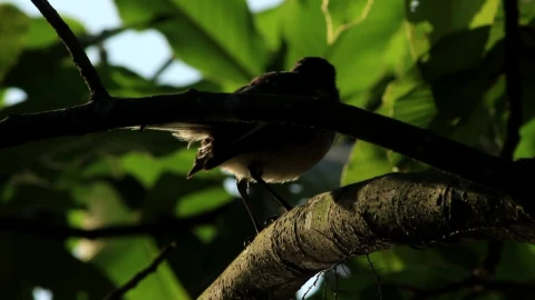 Stock Video Bird In The Shadow Of A Tree Live Wallpaper For PC - Birds of prey Wallpaper