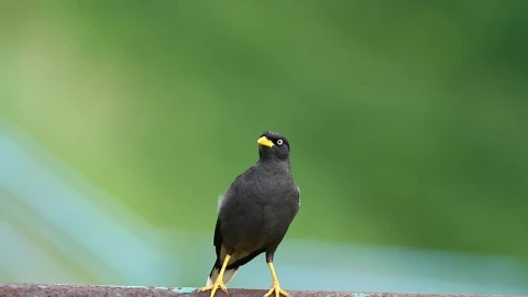 Stock Video Bird Flying Away From The Ground Live Wallpaper For PC - Live Wallpaper
