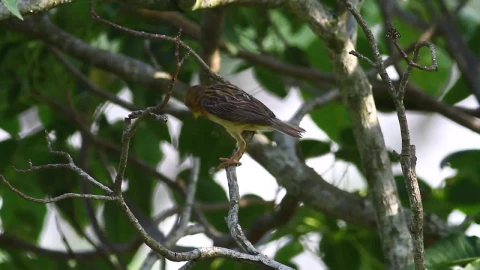Stock Video Bird Flying Away From A Branch Live Wallpaper For PC - Live Wallpaper