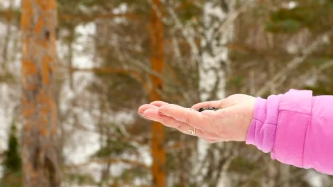 Stock Video Bird Feeding From Womans Hand Live Wallpaper For PC - Live Wallpaper