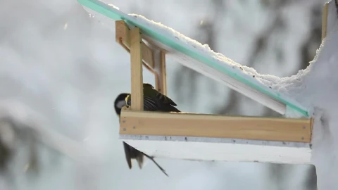 Stock Video Bird Feeder In The Park Live Wallpaper For PC - Live Wallpaper