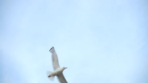 Stock Video Bird Experiencing Freedom While Flying Live Wallpaper For PC - Live Wallpaper
