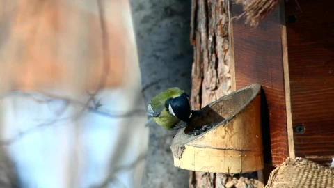 Stock Video Bird Eats In The Park Live Wallpaper For PC - Live Wallpaper