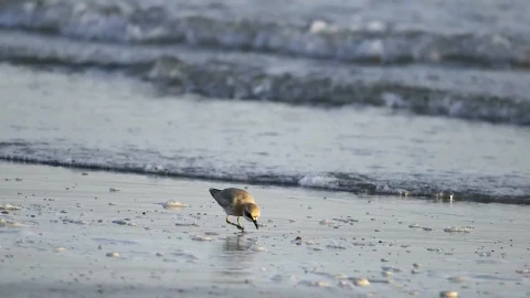 Stock Video Bird Eating In The Beach Live Wallpaper For PC - Live Wallpaper