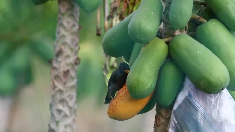 Stock Video Bird Eating Hanging Fruit Live Wallpaper For PC - Live Wallpaper