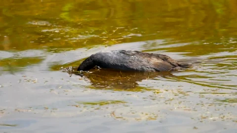 Stock Video Bird Diving In The Lake Live Wallpaper For PC - Live Wallpaper