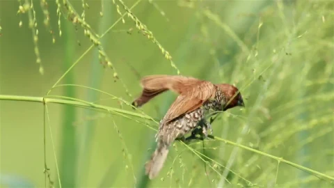 Stock Video Bird Climbing On Wildflowers Live Wallpaper For PC - On Wallpaper