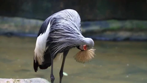 Stock Video Bird Cleaning Their Long Feathers Live Wallpaper For PC - Live Wallpaper