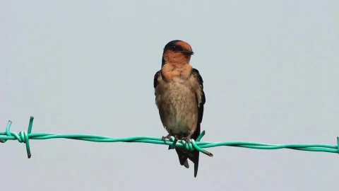 Stock Video Bird Cleaning Itself On A Wire Fence Live Wallpaper For PC - On Wallpaper