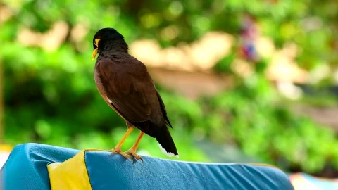 Stock Video Bird Cleaning His Feathers Live Wallpaper For PC - Live Wallpaper