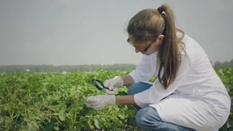 Stock Video Biologist Inspecting Pests In The Crops Live Wallpaper For PC - Live Wallpaper