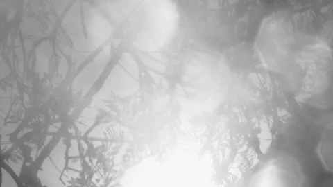 Stock Video Big Tree Seen Through Defocused Drops Live Wallpaper For PC - Live Wallpaper