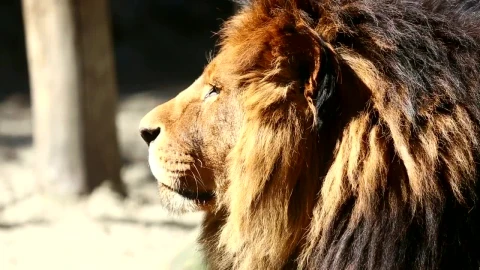 Stock Video Big Lion Staring At The Horizon Live Wallpaper For PC - Live Wallpaper