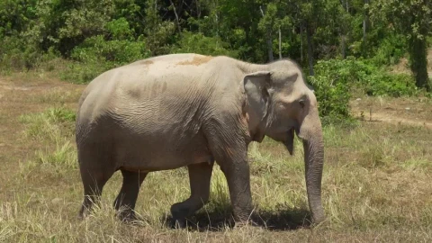 Stock Video Big Elephant Walking In A Meadow Live Wallpaper For PC - Live Wallpaper