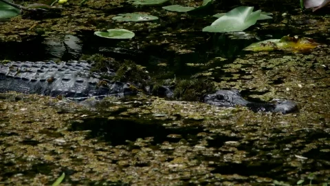 Stock Video Big Alligator Swimming In The Swamp Live Wallpaper For PC animated wallpaper preview