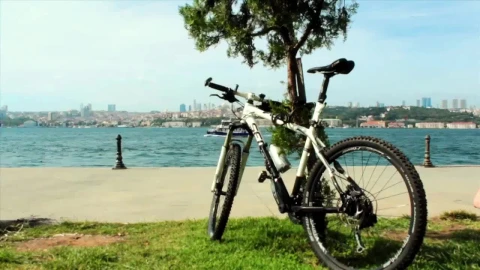 Stock Video Bicycle Parked In A Tree At The Edge Of A Live Wallpaper For PC - Birds of prey Wallpaper